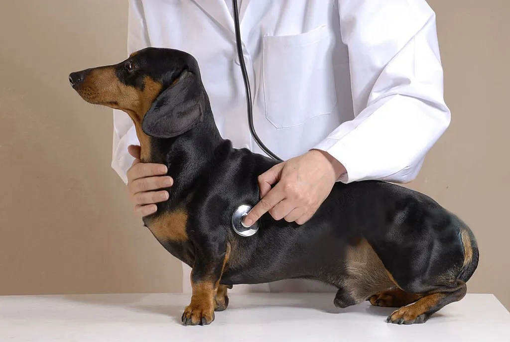 Ensure Your Dog’s Comfort with the Best Dog Back Brace for IVDD