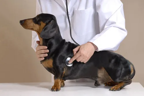 Ensure Your Dog’s Comfort with the Best Dog Back Brace for IVDD