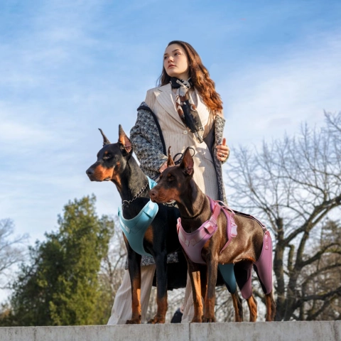 Four Colors to Choose From, LISPOO Dog ACL Knee Braces — Bringing Renewed Comfort to Your Beloved Canine