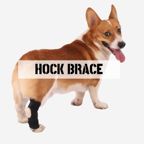 Best Dog Hock Brace For Sale | LOVEPLUSPET