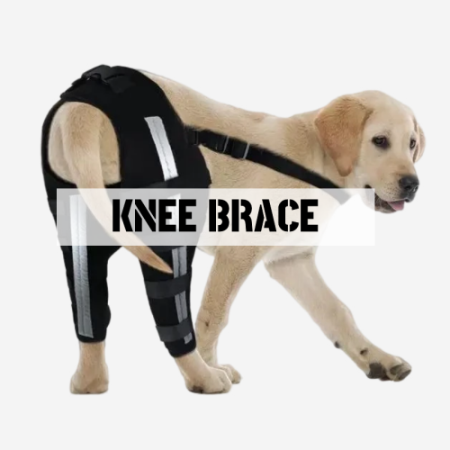 Best Dog Knee & Leg Brace For Torn ACL CCL | LOVEPLUSPET