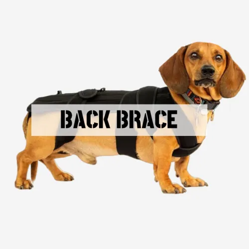 Best Dog Back Brace For Sale | LOVEPLUSPET