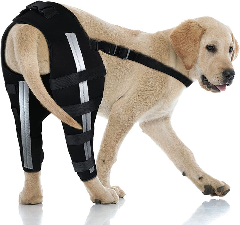 Best Dog Brace For ACL Tear & Dog Cruciate Ligament For Sale | LOVEPLUSPET