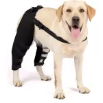 Best Double Knee Brace For Dogs Hind Legs For Sale | LOVEPLUSPET