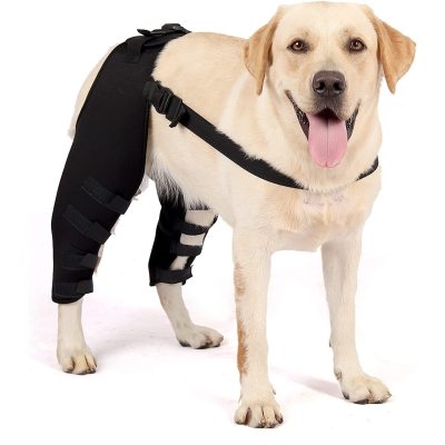 Dog Double Leg Brace 01