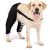 Dog Double Leg Brace