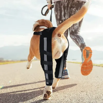 Best Dog Brace For ACL Tear | Dog Cruciate Ligament Brace For Sale | LOVEPLUSPET