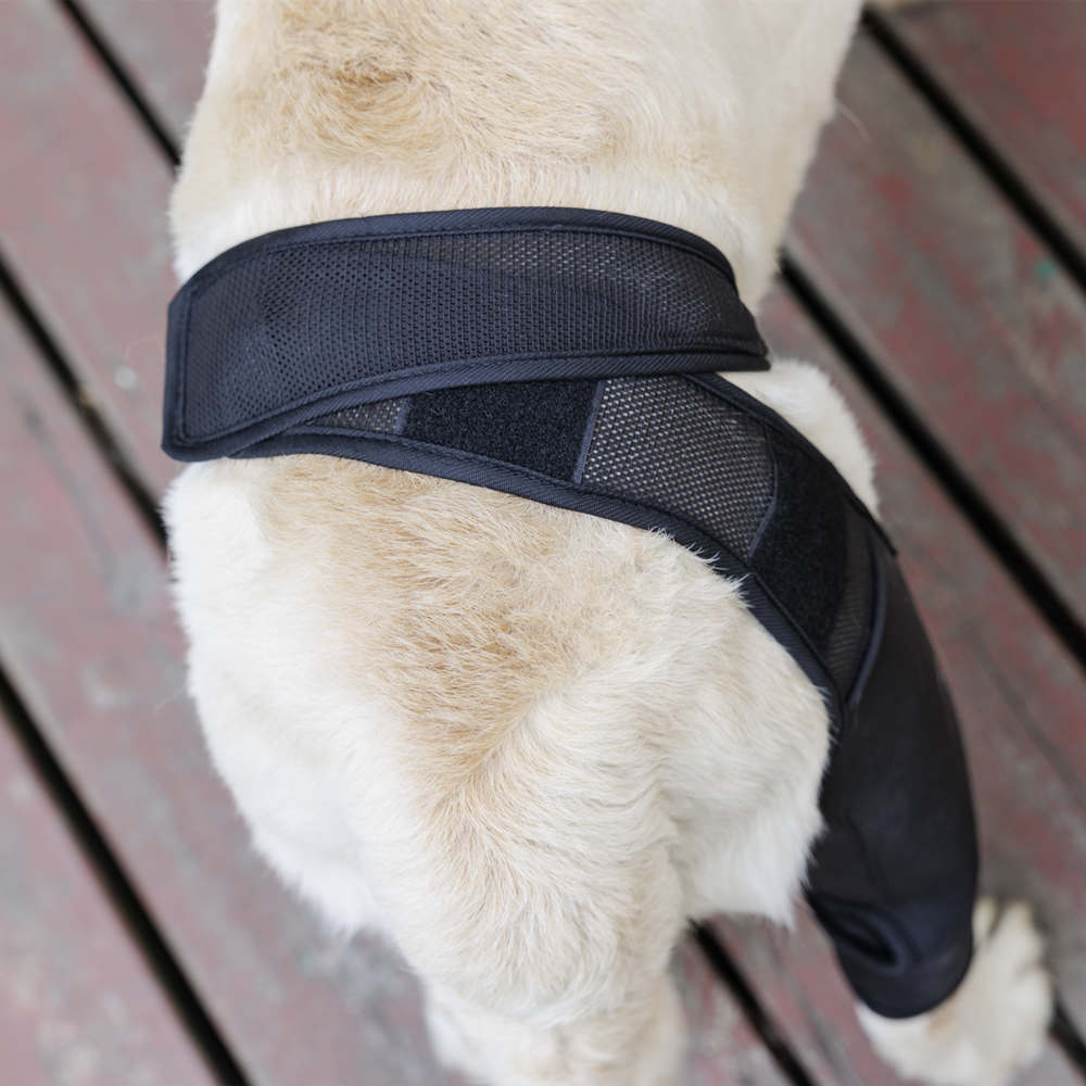 Best Dog Knee & Leg Brace For Torn ACL For Sale LOVEPLUSPET