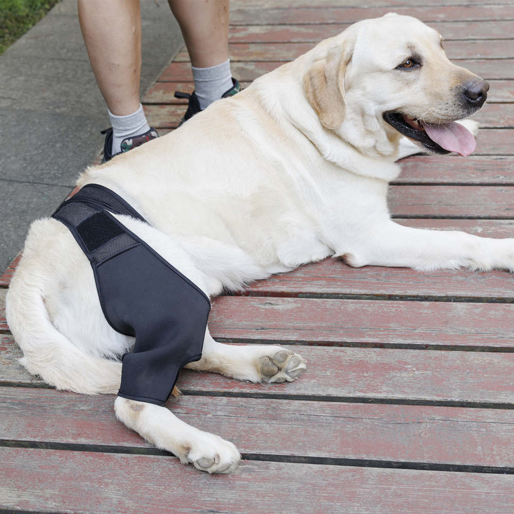 Best Dog Knee & Leg Brace For Torn ACL For Sale LOVEPLUSPET