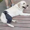 Best Dog Knee & Leg Brace For Torn ACL For Sale | LOVEPLUSPET