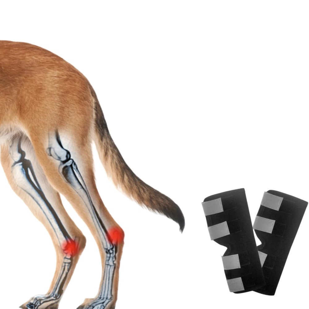 Best Dog Ankle Brace For Sale | LOVEPLUSPET