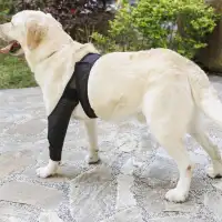 Best Dog Elbow Support For Sale | LOVEPLUSPET