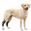 Hock Support Brace For Dog