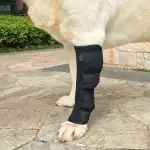 Best Dog Hock Support Brace For Sale | LOVEPLUSPET
