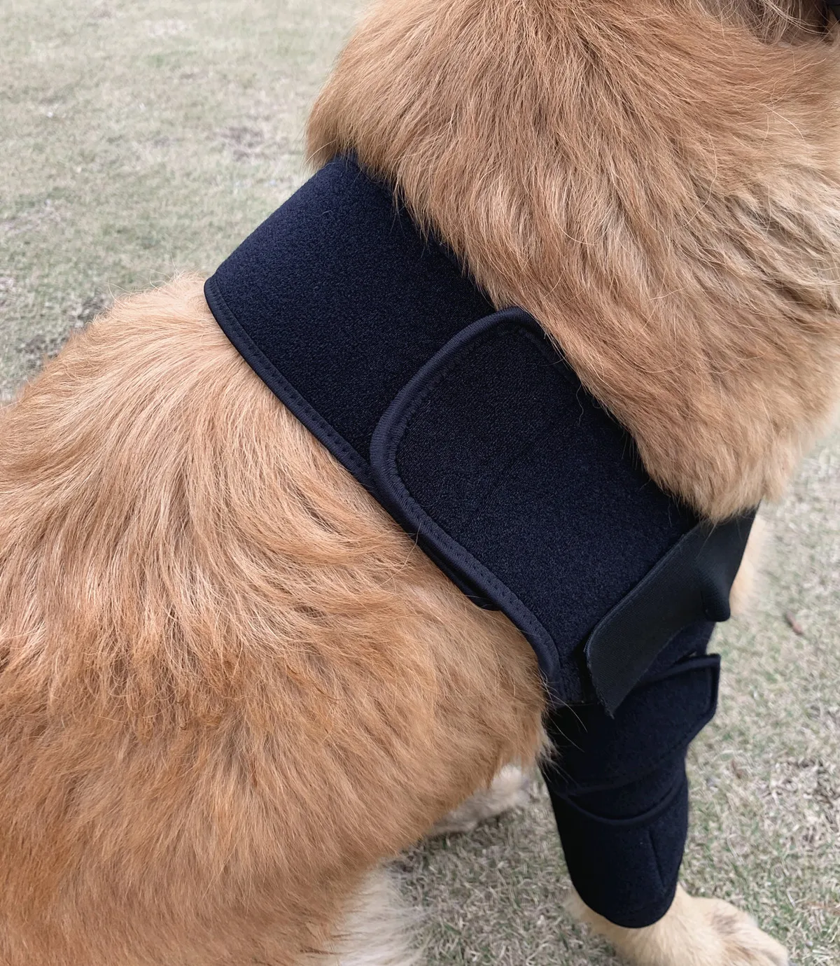 Best Dog Elbow Dysplasia Brace | Dog Elbow Support For Sale | LOVEPLUSPET