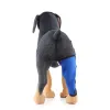 Best Dog Brace Support Hind Leg For Sale | LOVEPLUSPET