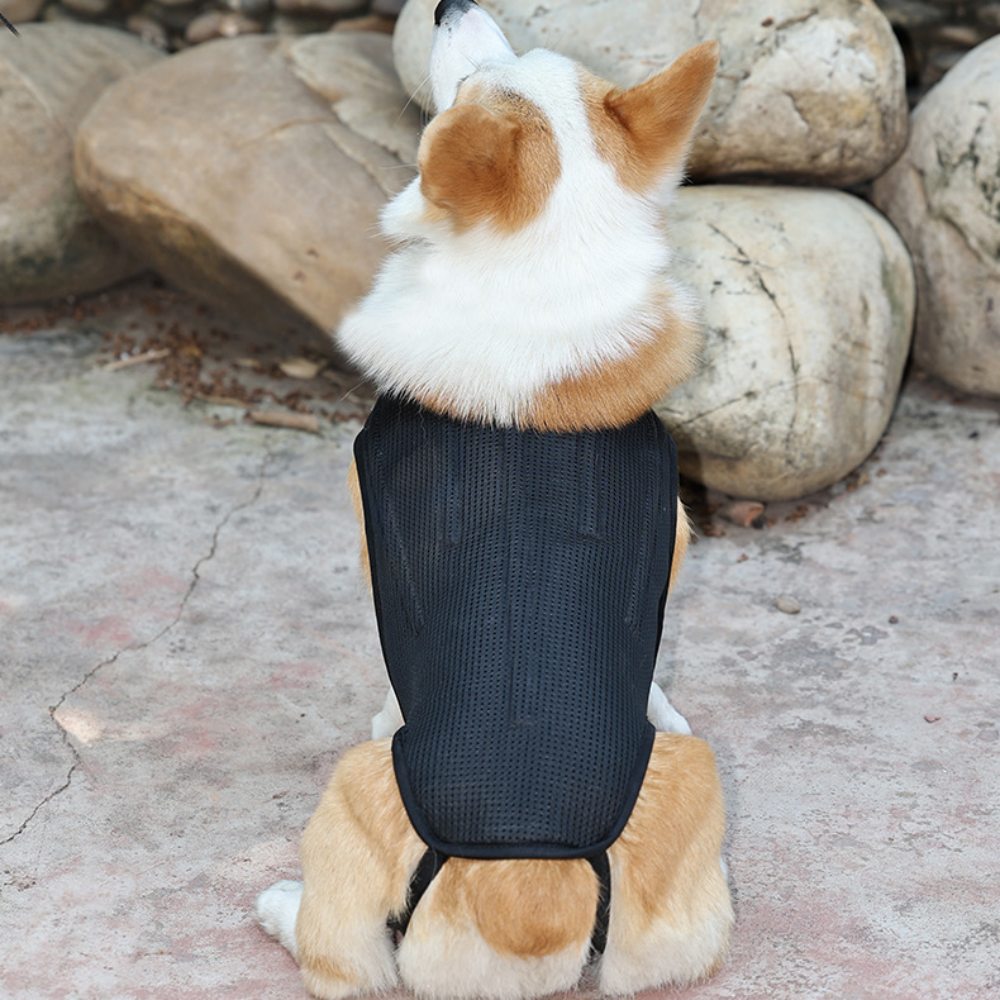 Best Back Brace For Dogs With IVDD For Sale | Lovepluspet
