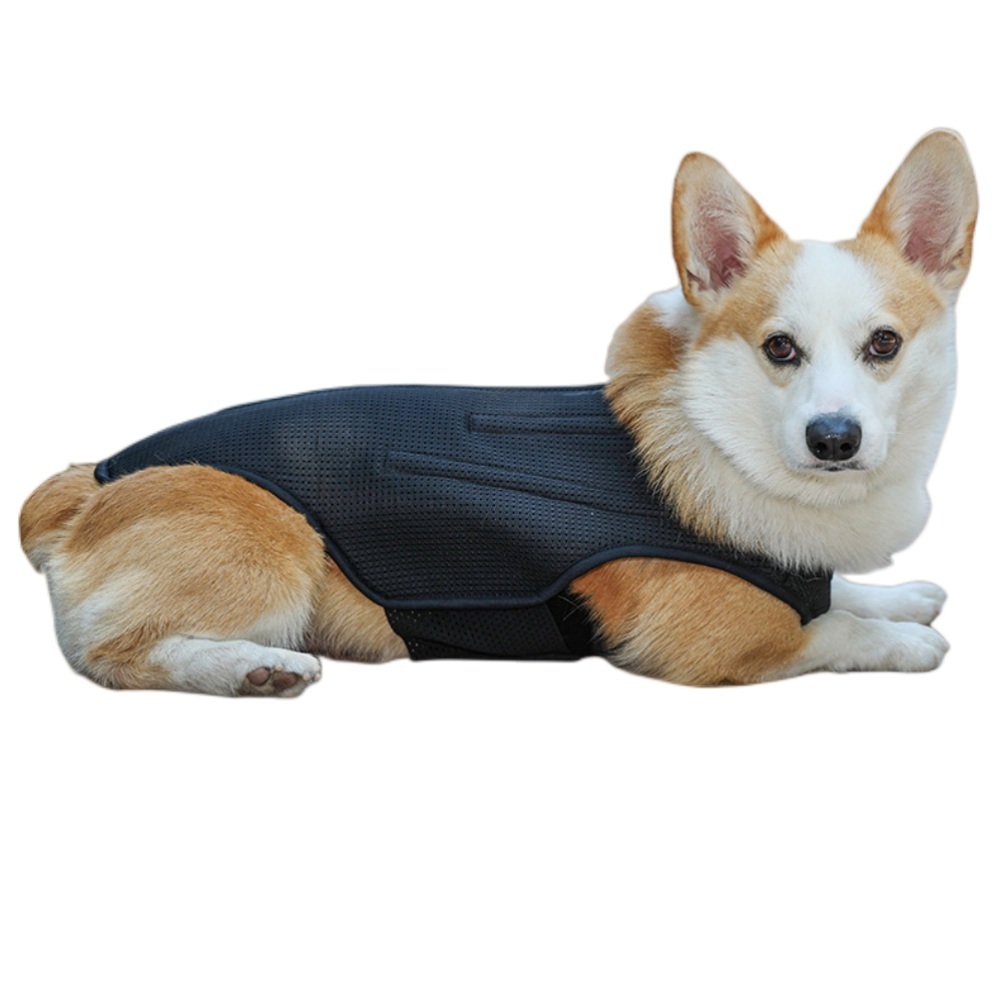 Best Back Brace For Dogs With IVDD For Sale | Lovepluspet