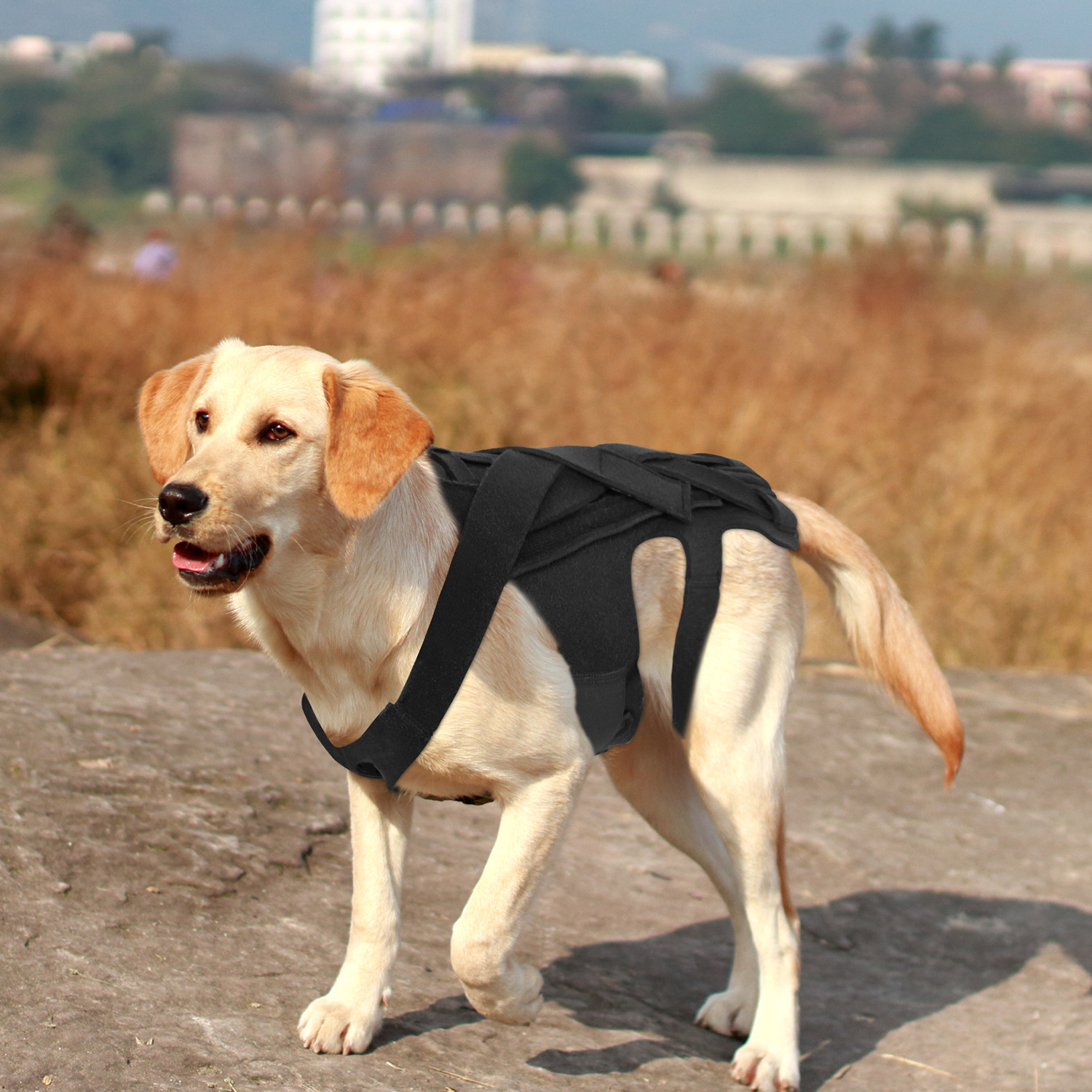 Best IVDD Back Brace For Dogs For Sale | Lovepluspet