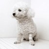 Dog Front Leg Carpal Splint