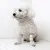 Dog Front Leg Carpal Splint