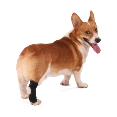 Extra Supportive Dog Hock Warp Brace 01