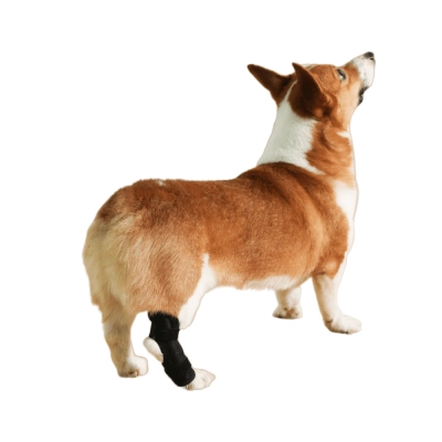 Extra Supportive Dog Hock Warp Brace 02
