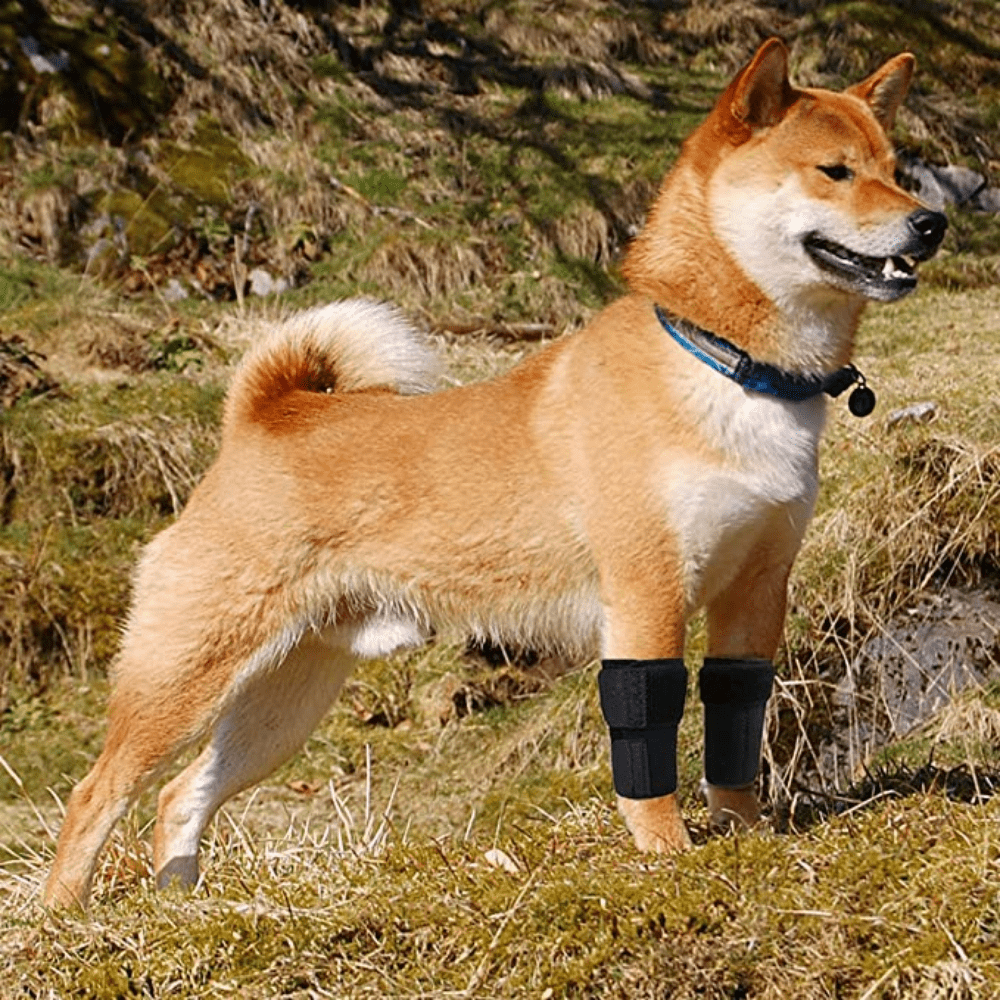 Best Carpal Brace For Dogs For Sale | LOVEPLUSPET