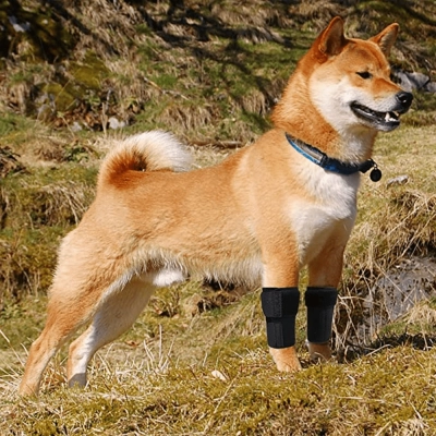 Extra Supportive Dog Carpal Brace 02