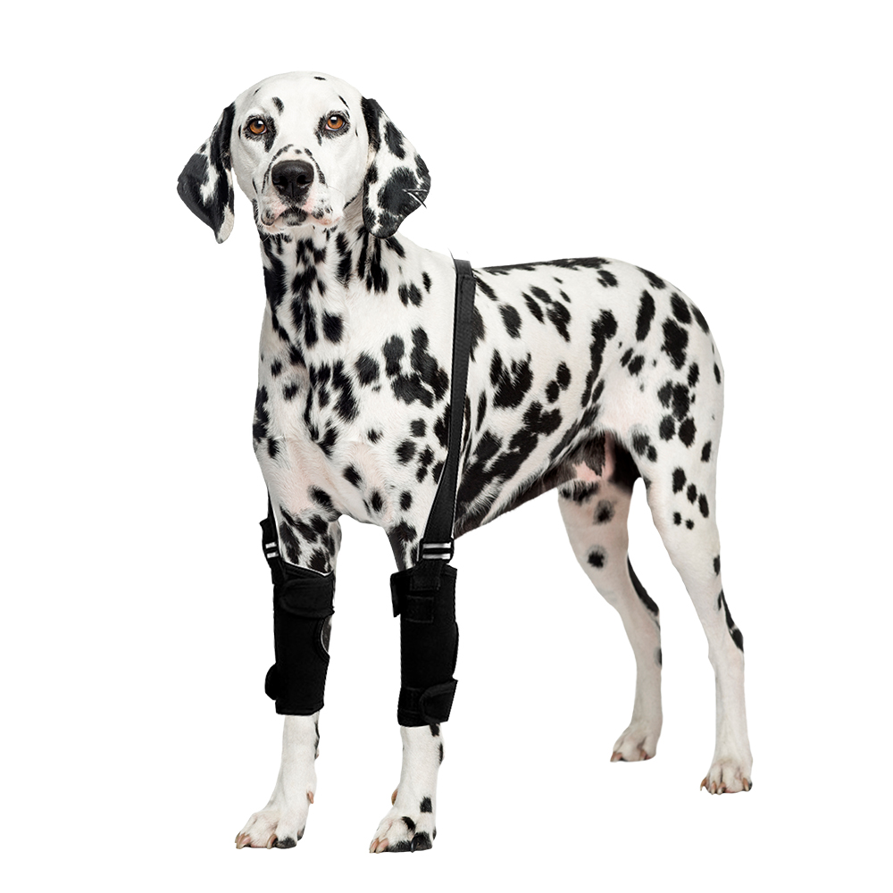 Best Dog Wrist Support For Arthritis For Sale | LOVEPLUSPET