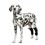 Best Dog Hock Support Brace For Sale | LOVEPLUSPET