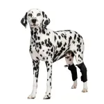 Best Dog Hock Support Brace For Sale | LOVEPLUSPET