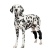 Dog Hock Support Brace