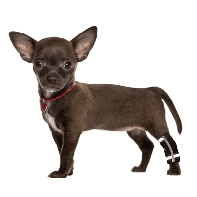 Dog Hock Brace 01