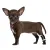 Dog Hock Brace