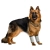 Carpal Hyperextension Dog Brace