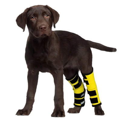 Dog Rear Leg Hock Brace 01