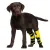 Dog Rear Leg Hock Brace