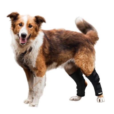 Canine Ankle Brace 01