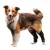 Canine Ankle Brace