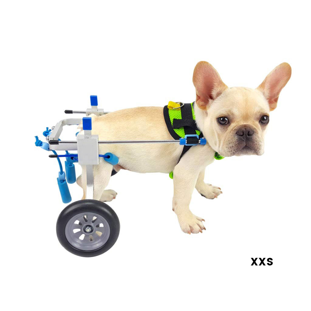 hs2 studio designs pet wheelchair for dogs with hindlimb disorders