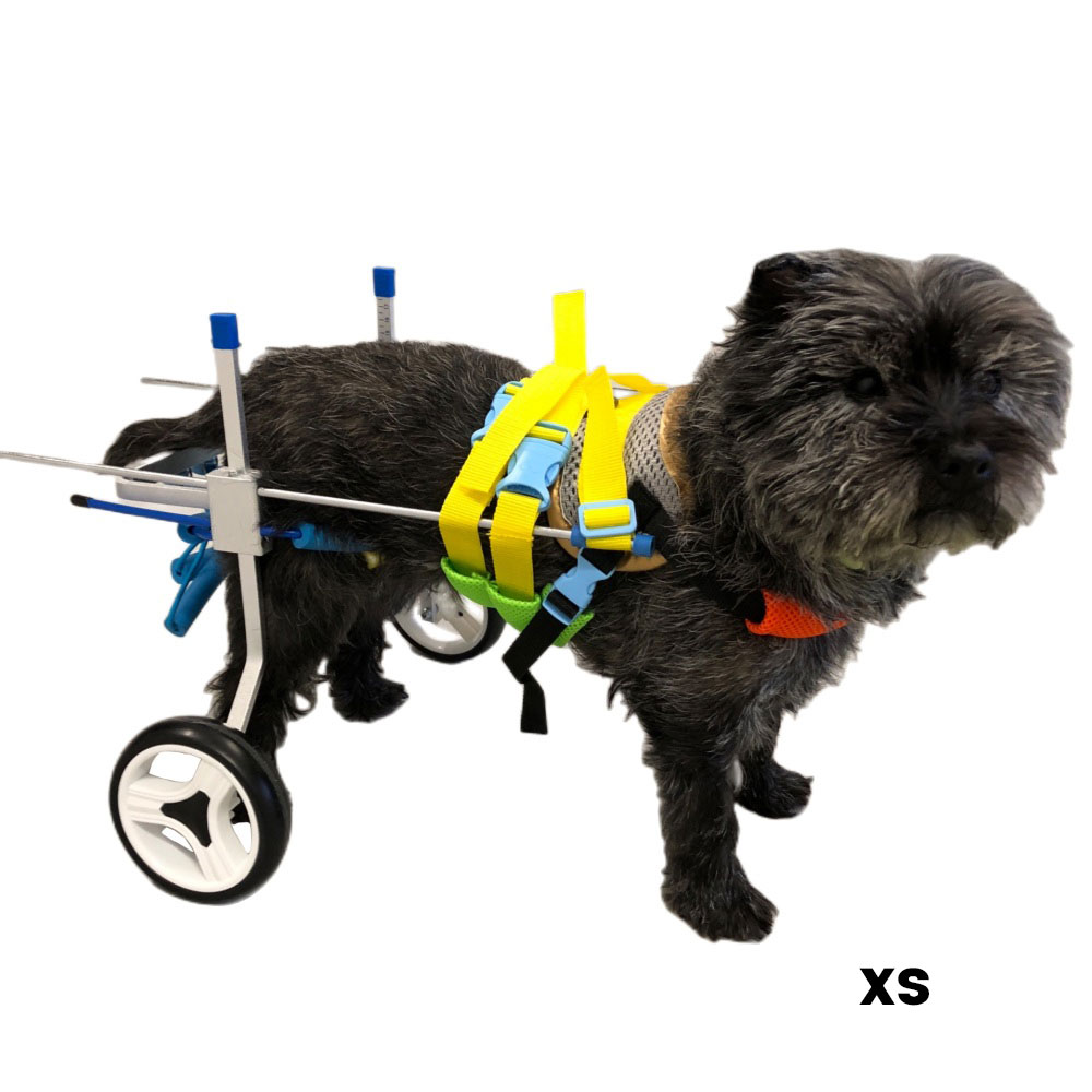 Best Small Dog Wheels for Hind Legs | LOVEPLUSPET