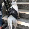Best Mid-body Dog Support Harness For Sale | LOVEPLUSPET