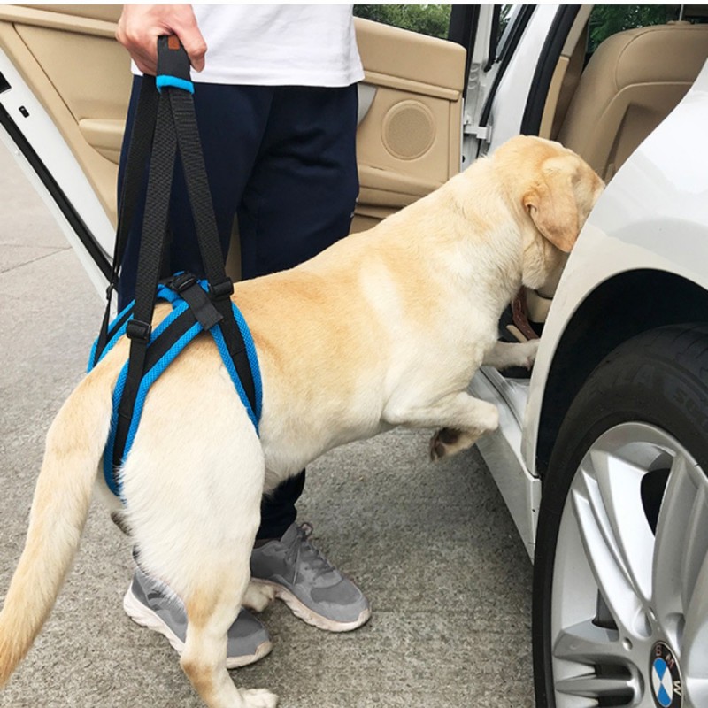 Best Dog Rear Harness with Handle for Lifting for Sale | LOVEPLUSPET