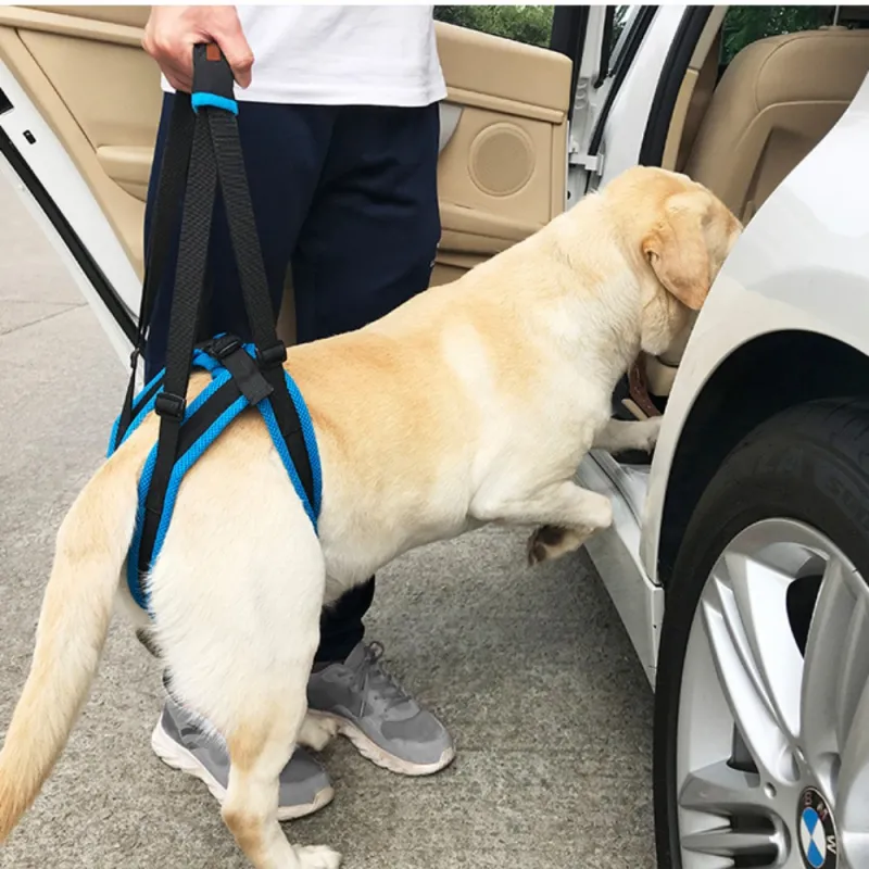 Best Dog Rear Harness with Handle for Lifting for Sale | LOVEPLUSPET