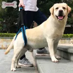 Best Dog Rear Harness with Handle for Lifting for Sale | LOVEPLUSPET
