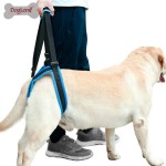 Best Dog Rear Harness with Handle for Lifting for Sale | LOVEPLUSPET