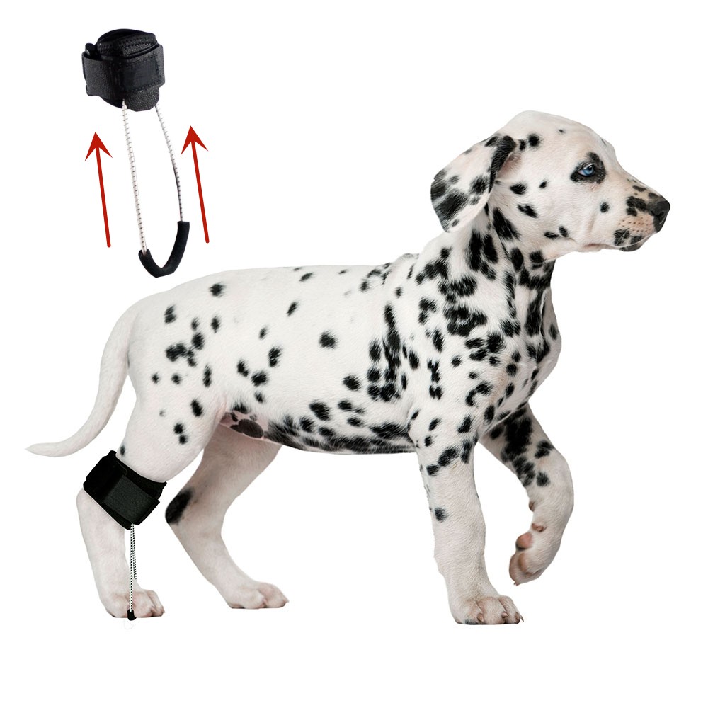 Best Dog Knuckling Brace For Sale LOVEPLUSPET