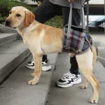 Best Dog Lift Harness for Back Legs | LOVEPLUSPET