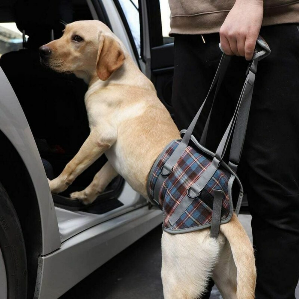 Best Dog Lift Harness for Back Legs | LOVEPLUSPET